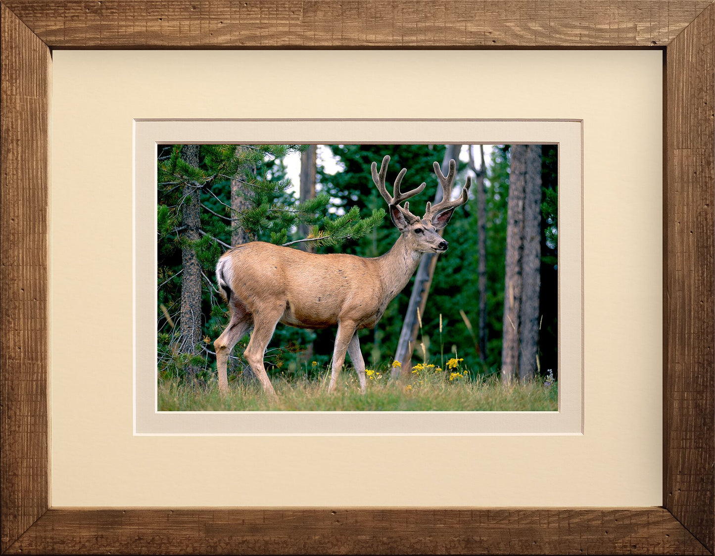 Buck in the Rut