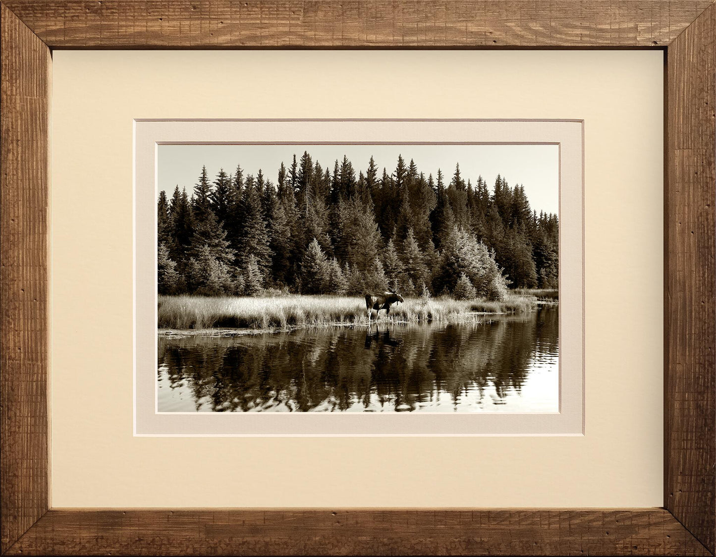 Moose Reflections