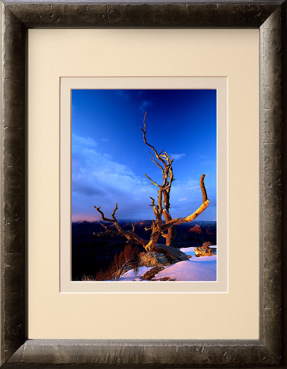 Sunset Tree