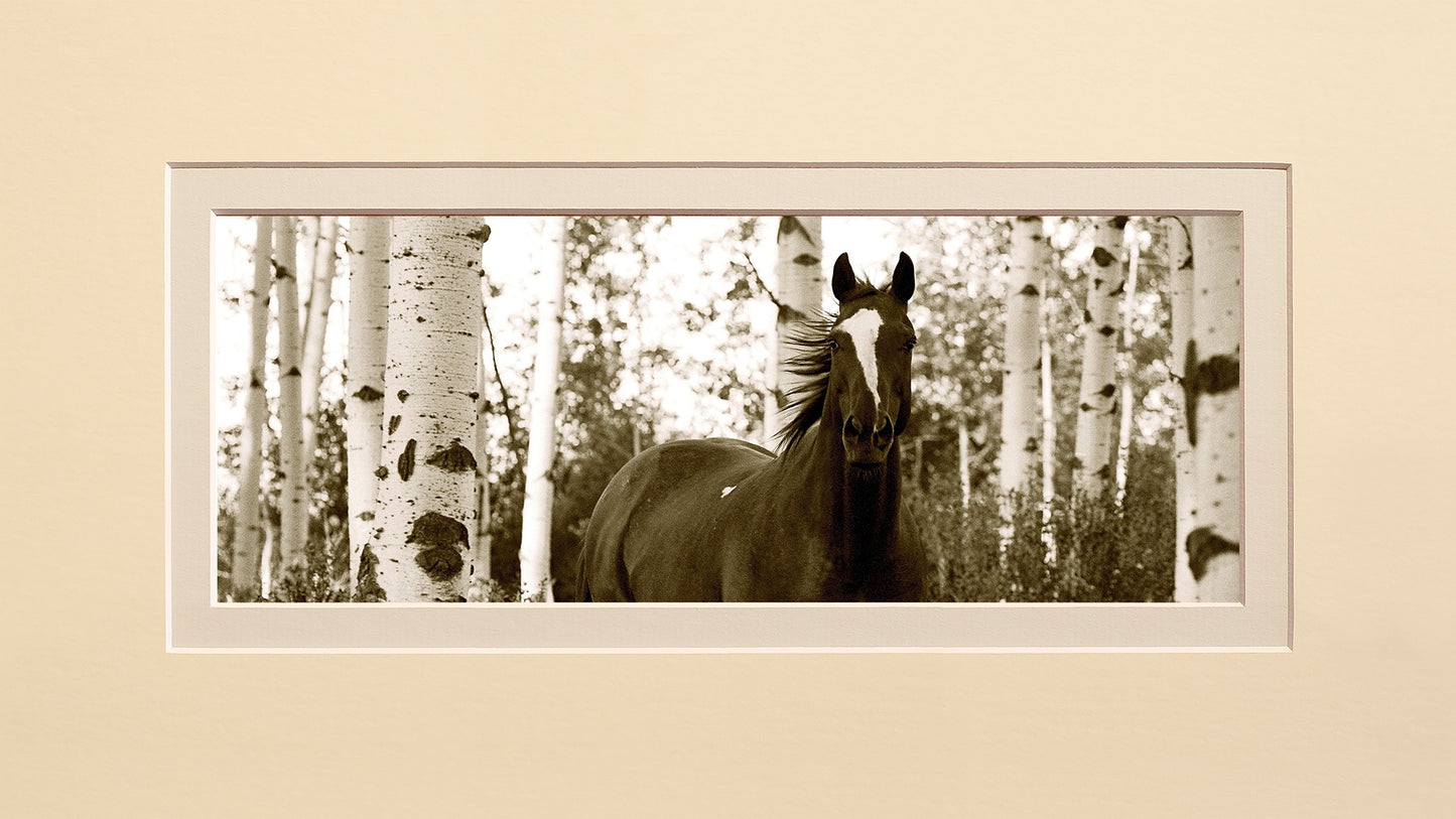 Among the Aspens