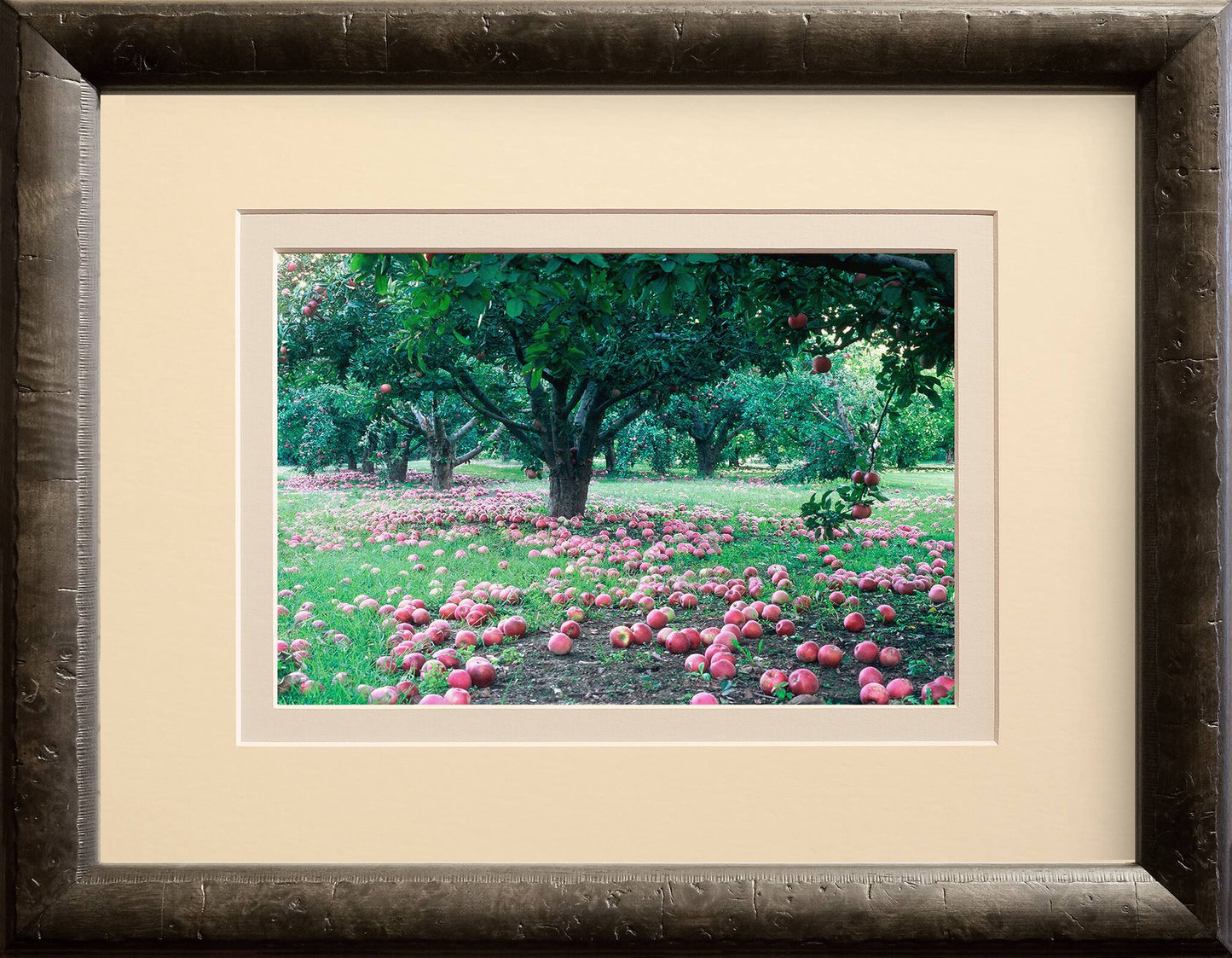 Apple Orchard