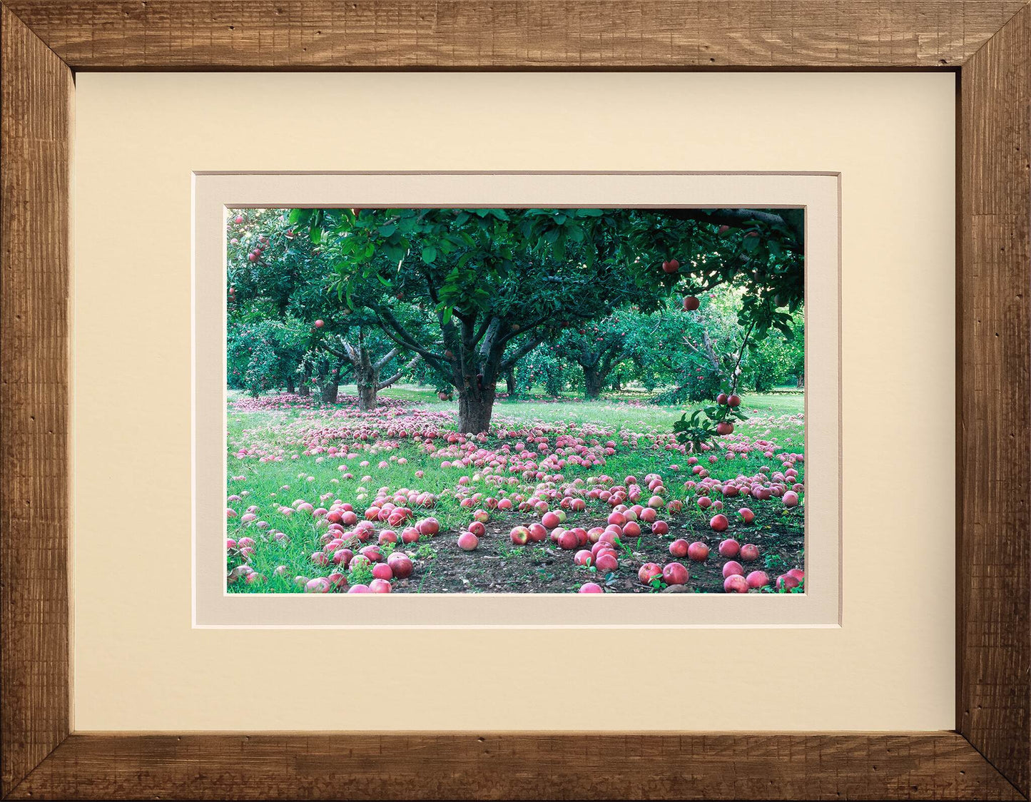 Apple Orchard