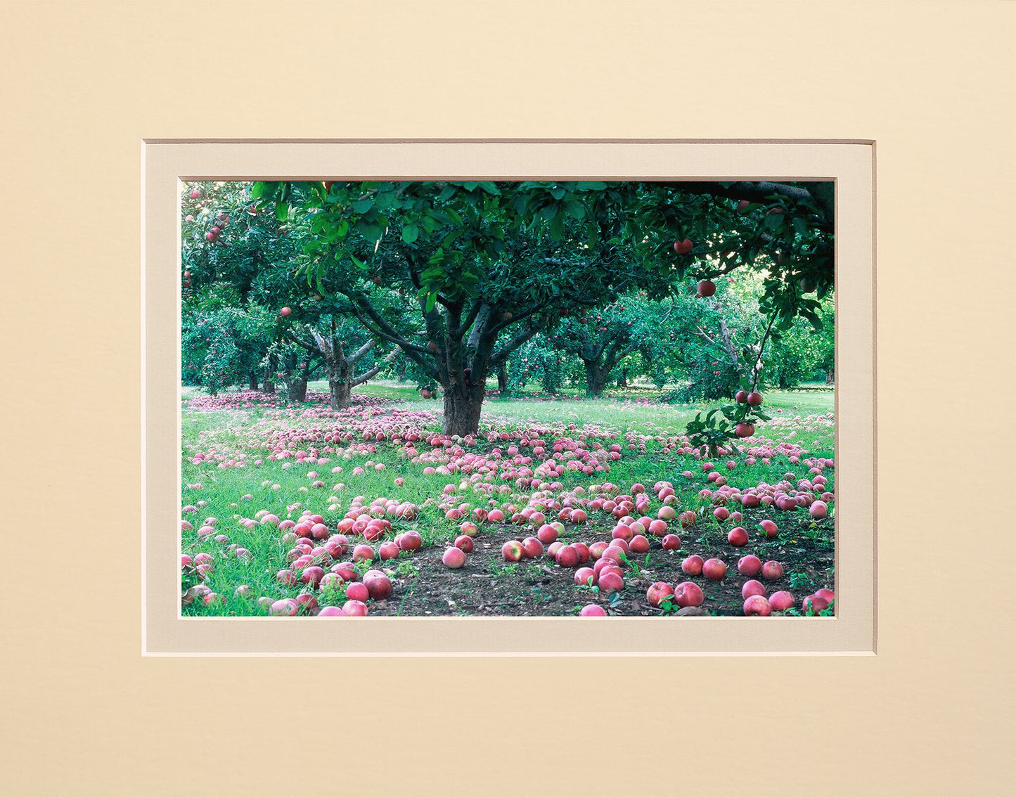Apple Orchard