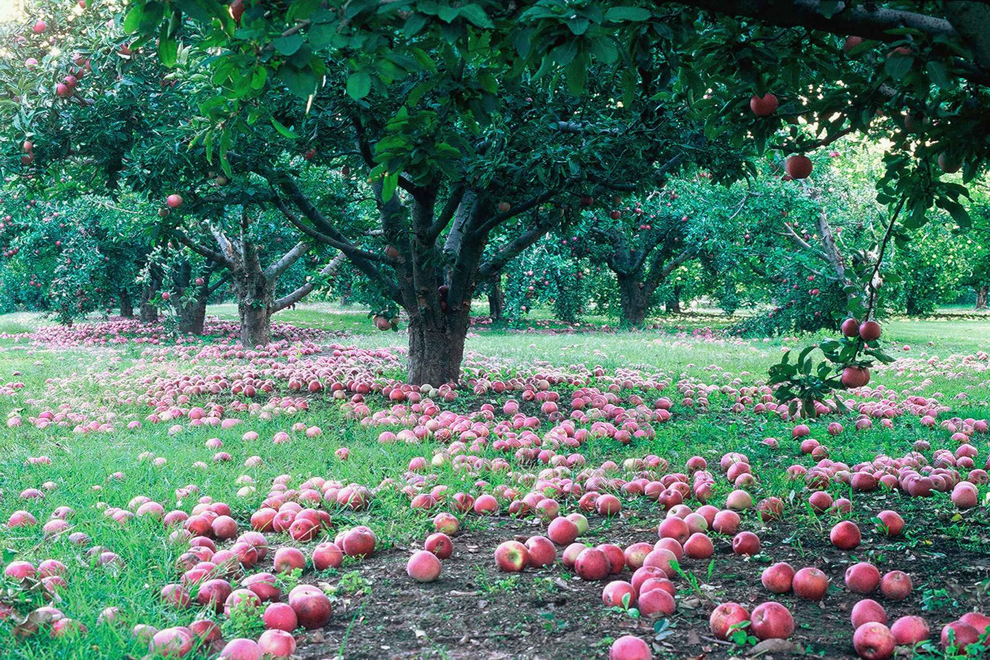 Apple Orchard