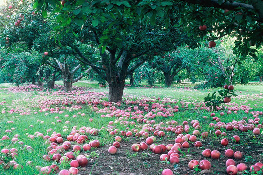 Apple Orchard