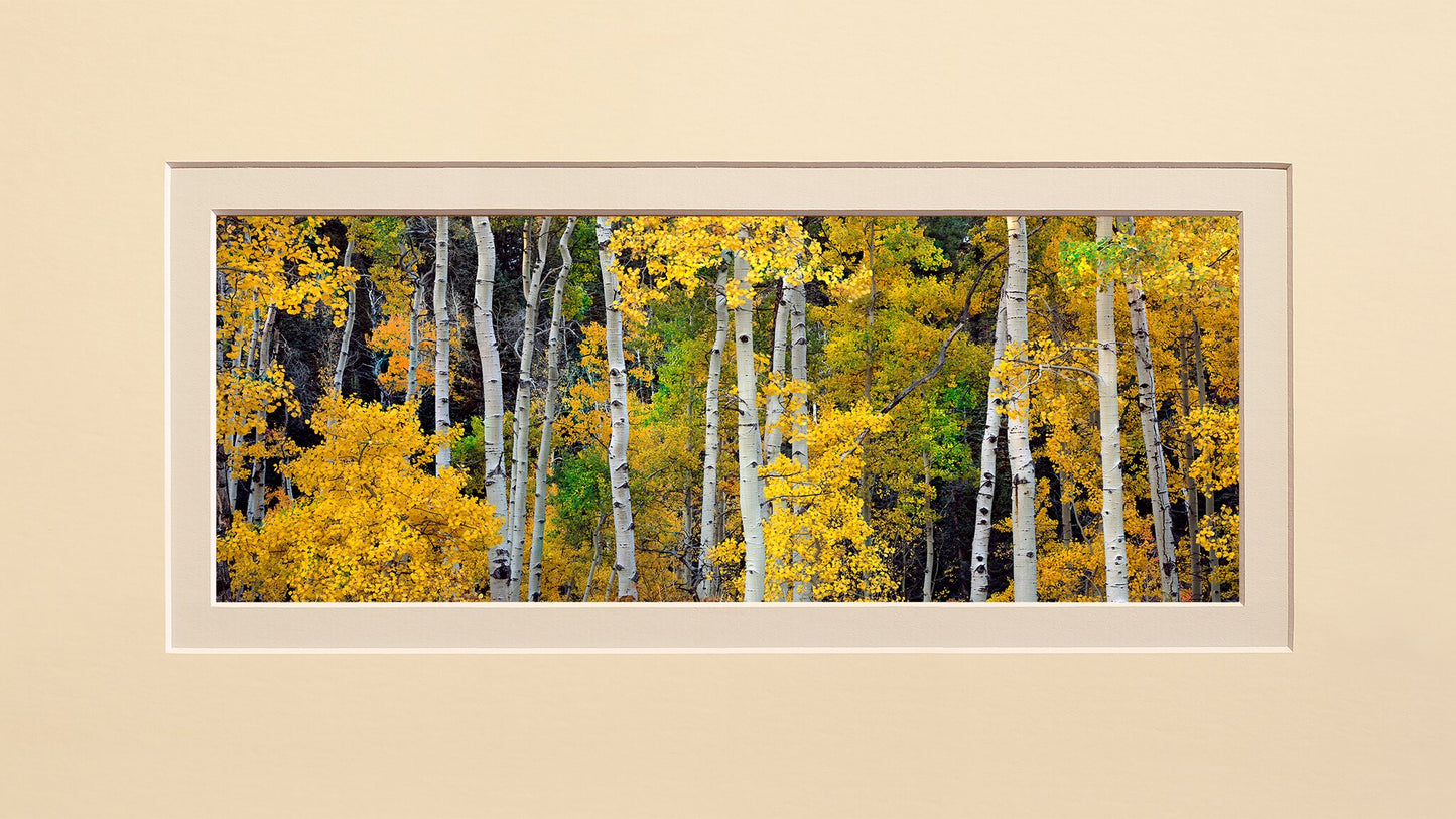Aspen Avenue