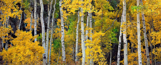 Aspen Avenue
