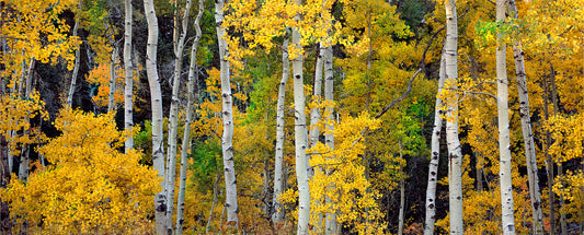 Aspen Avenue