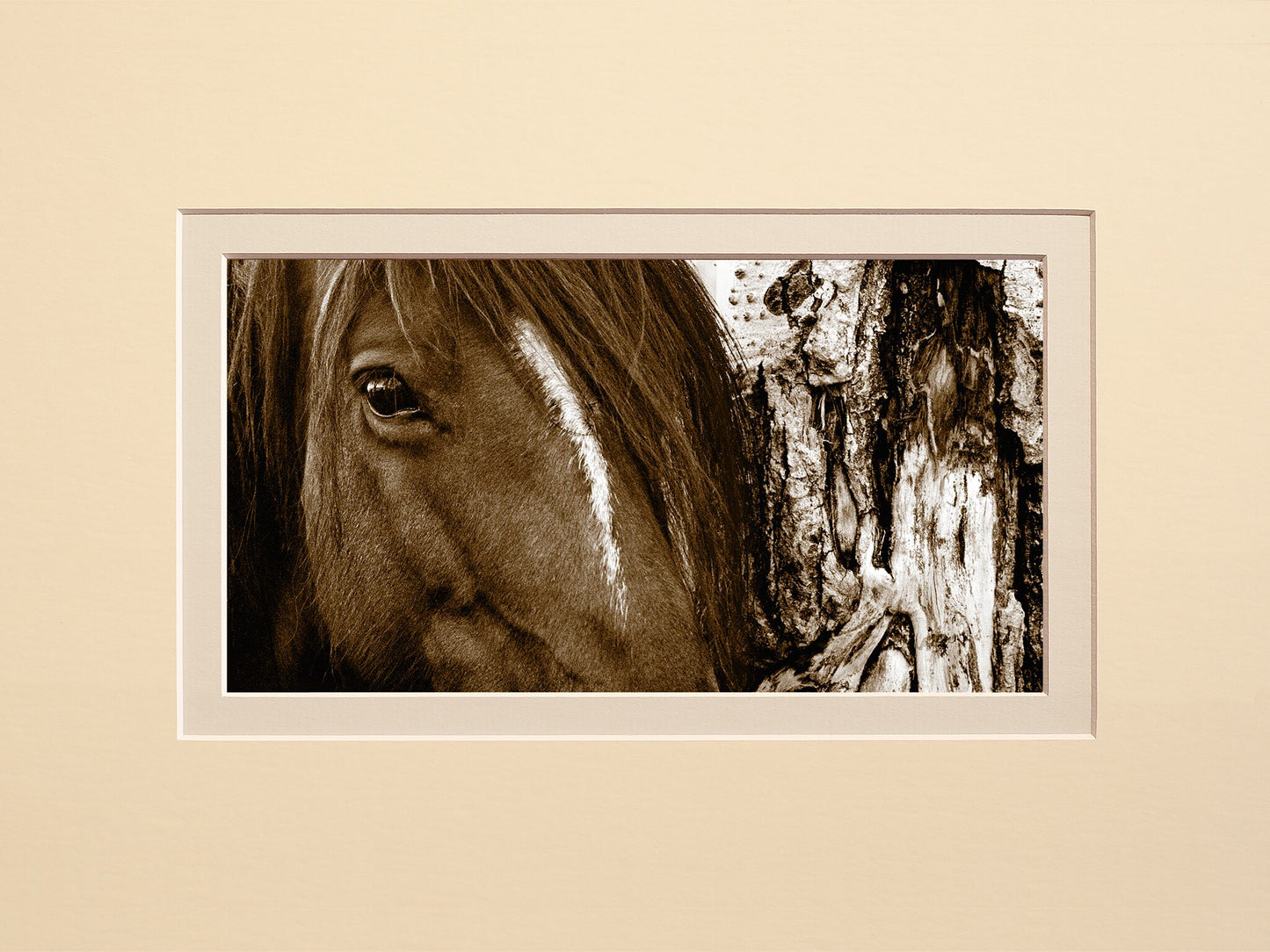 Aspen Horse