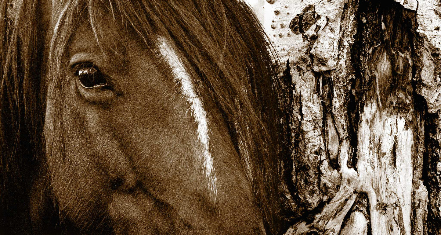 Aspen Horse