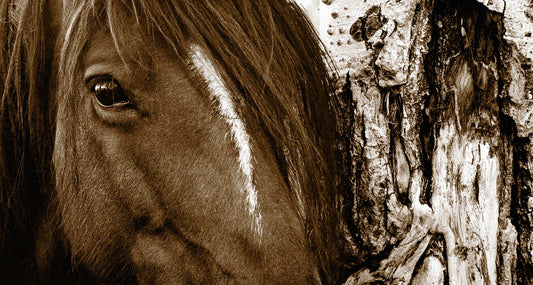 Aspen Horse