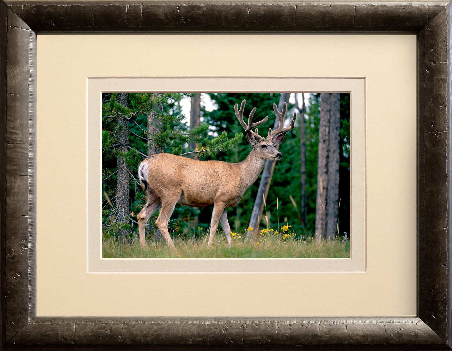 Buck in the Rut