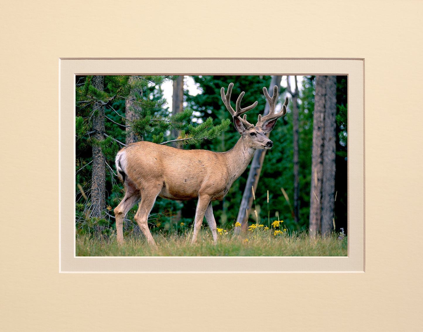 Buck in the Rut