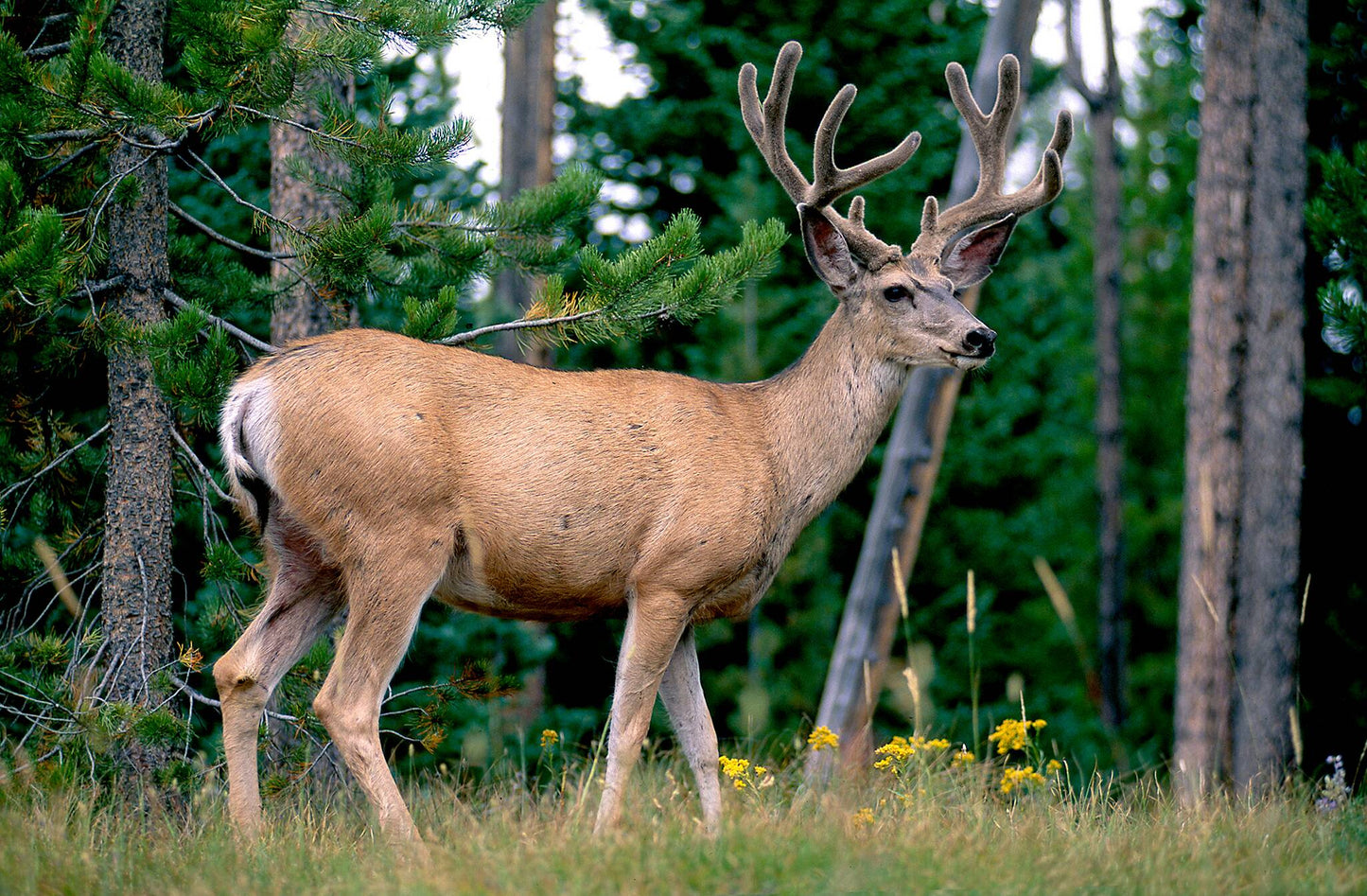 Buck in the Rut