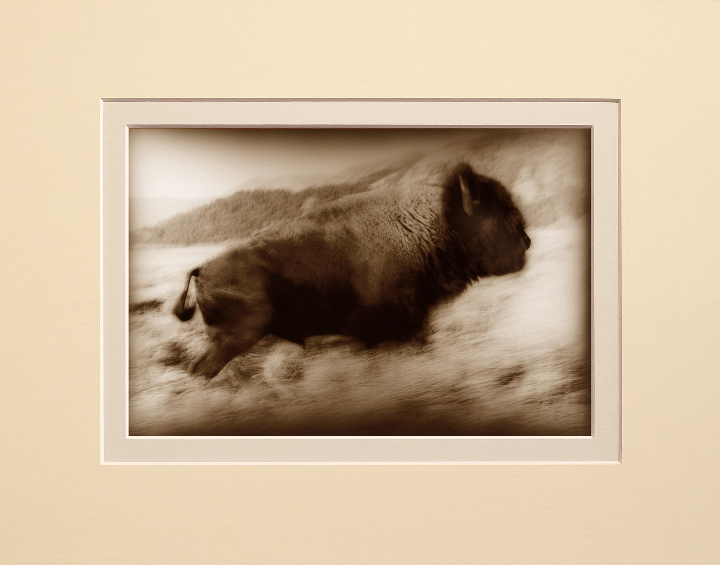 Buffalo Run