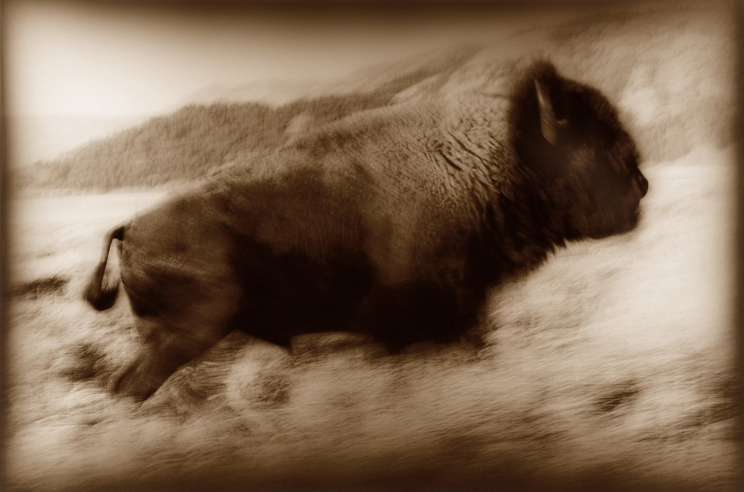 Buffalo Run