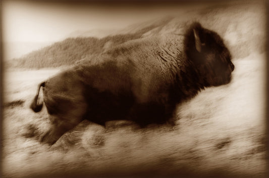 Buffalo Run