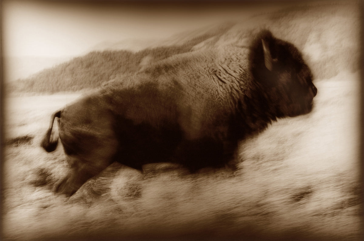 Buffalo Run