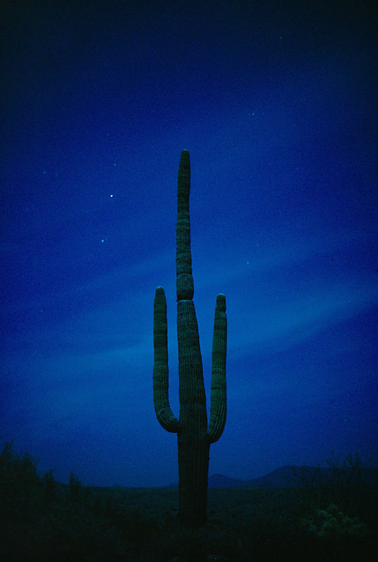 Cactus Blues