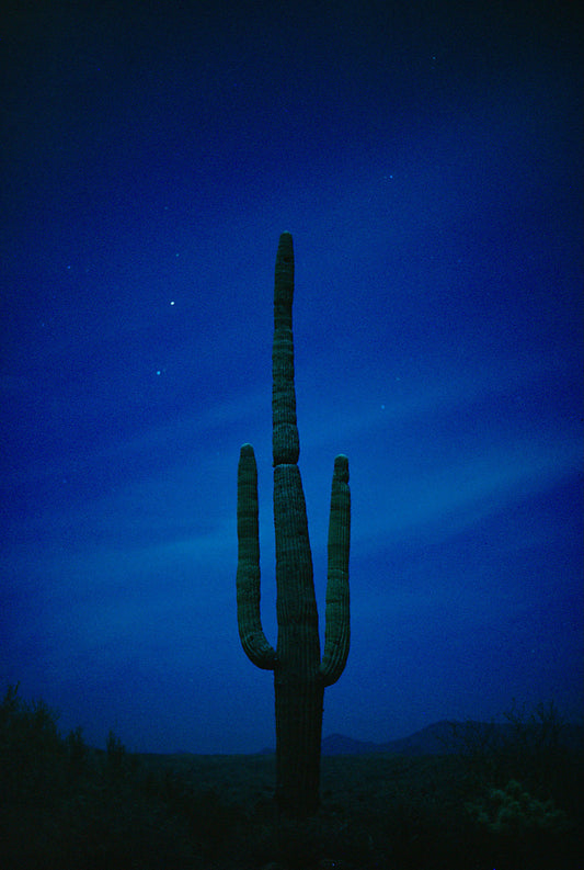 Cactus Blues