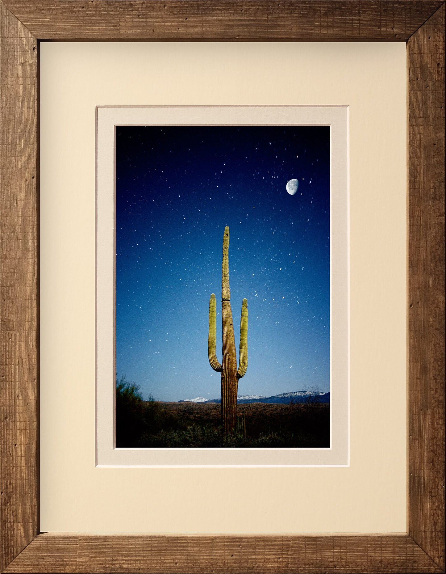 Cactus Moon