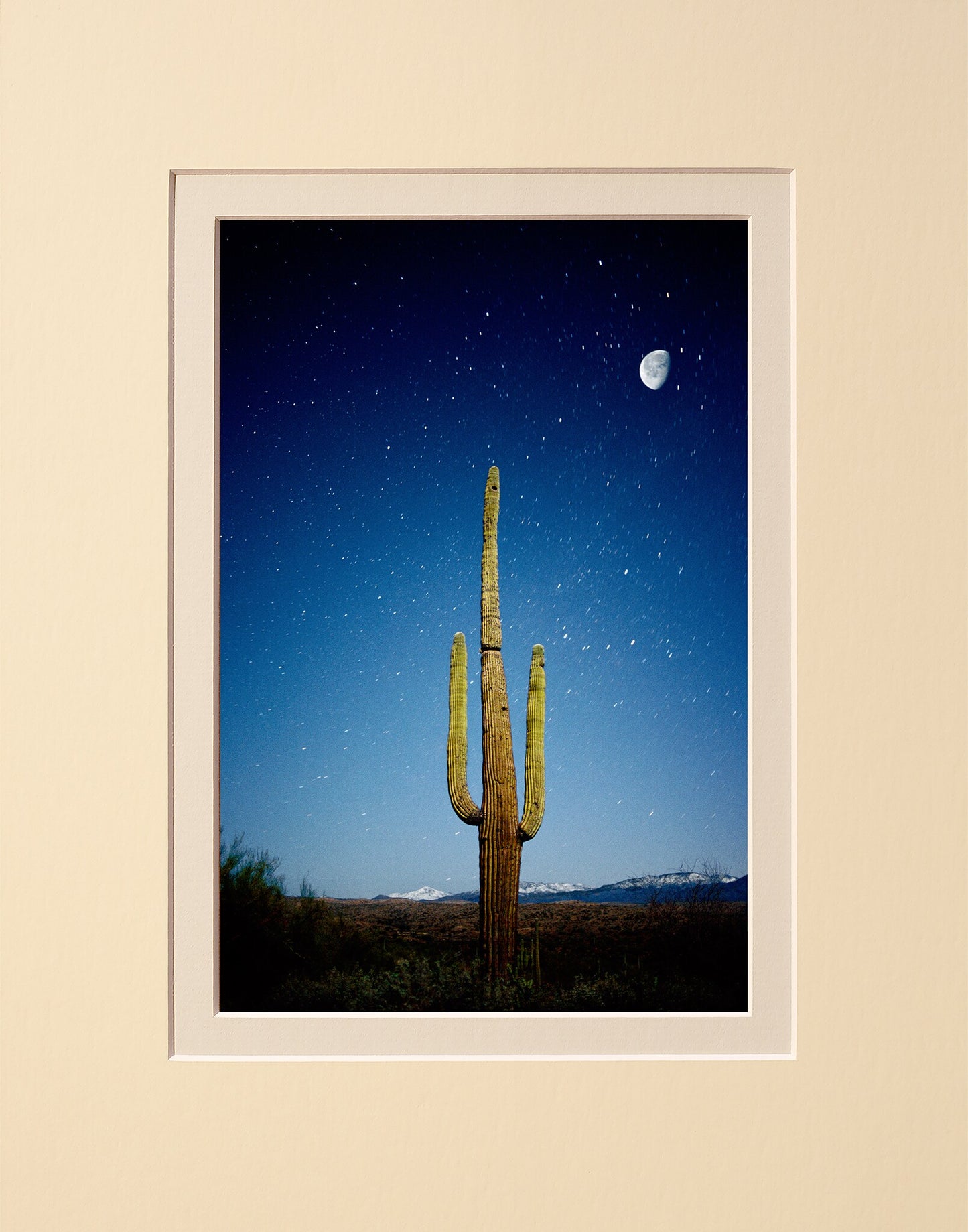 Cactus Moon