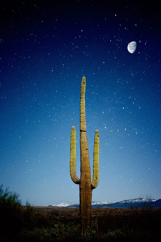 Cactus Moon