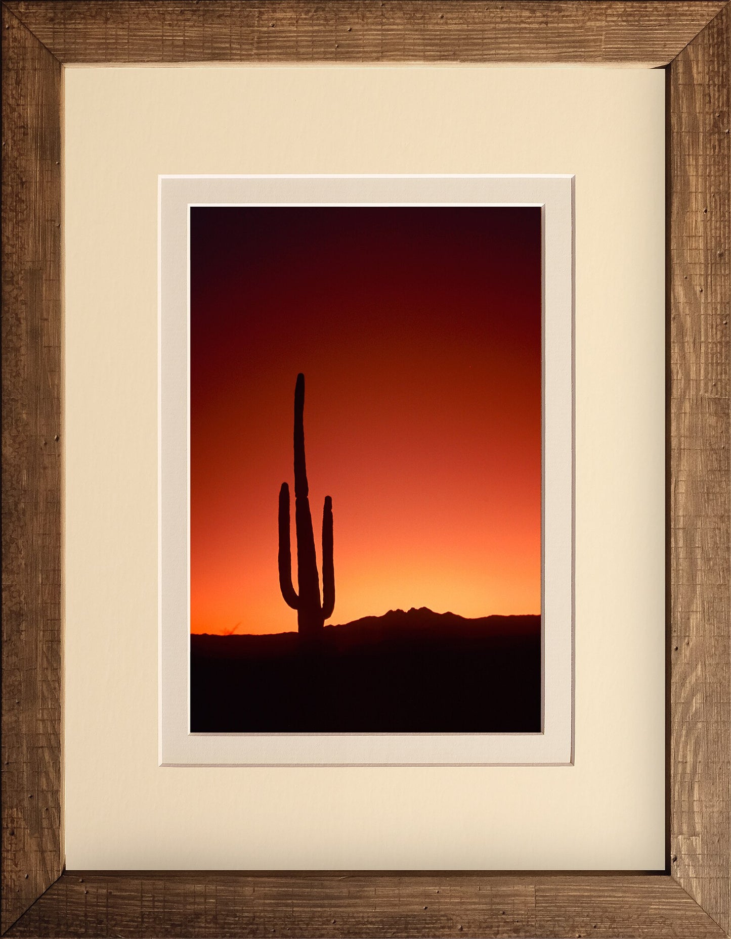 Cactus Sunrise