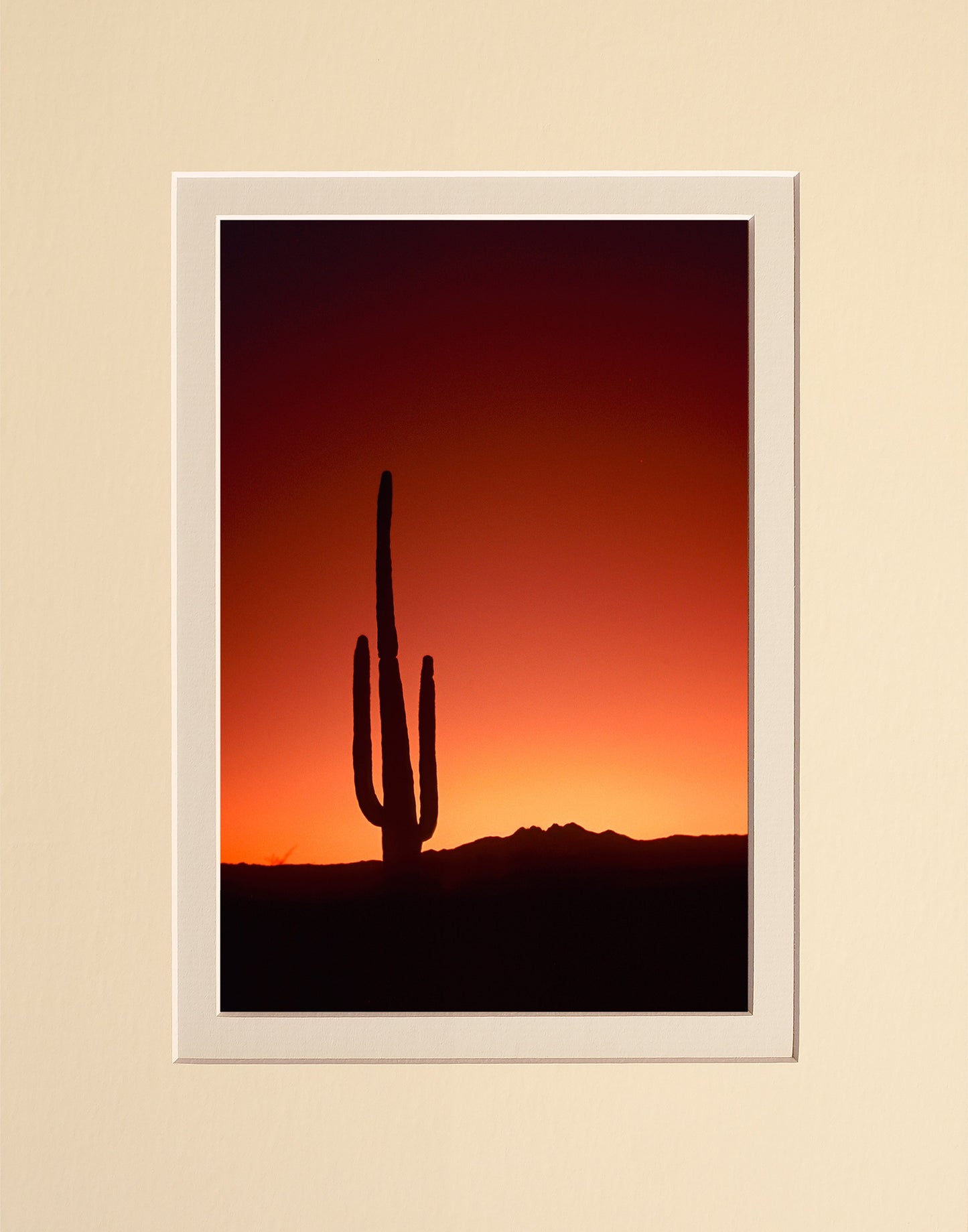 Cactus Sunrise