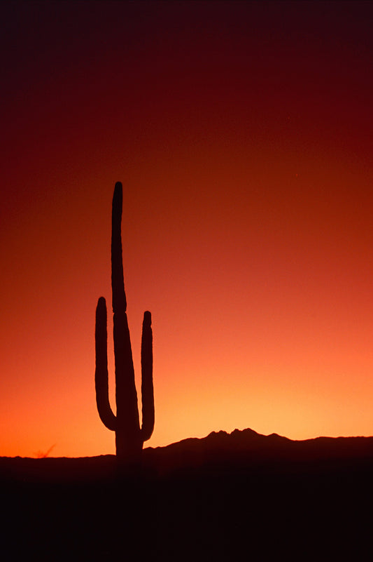 Cactus Sunrise