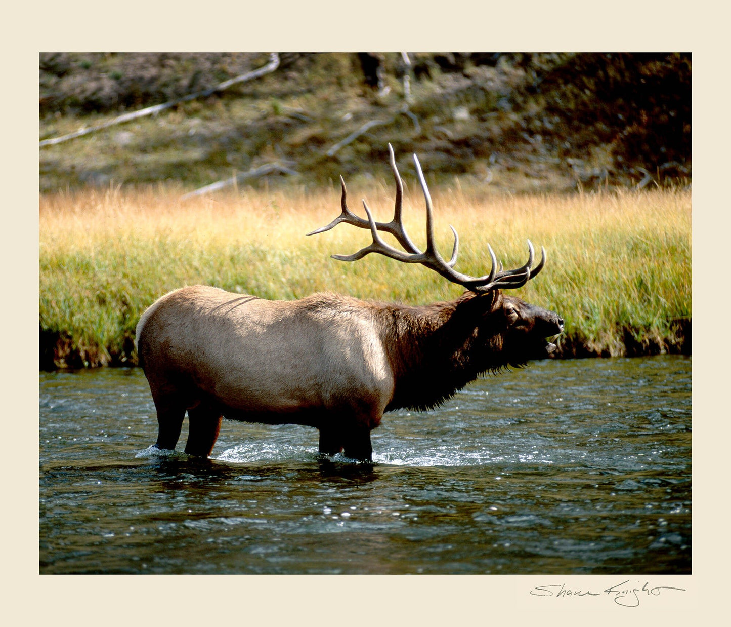 Call of the Wild