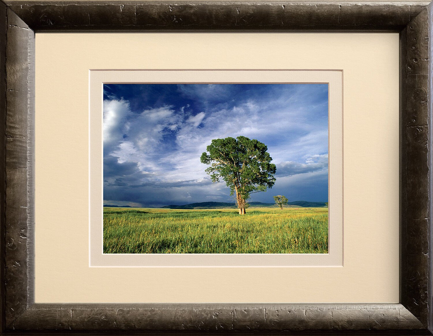 Cottonwood