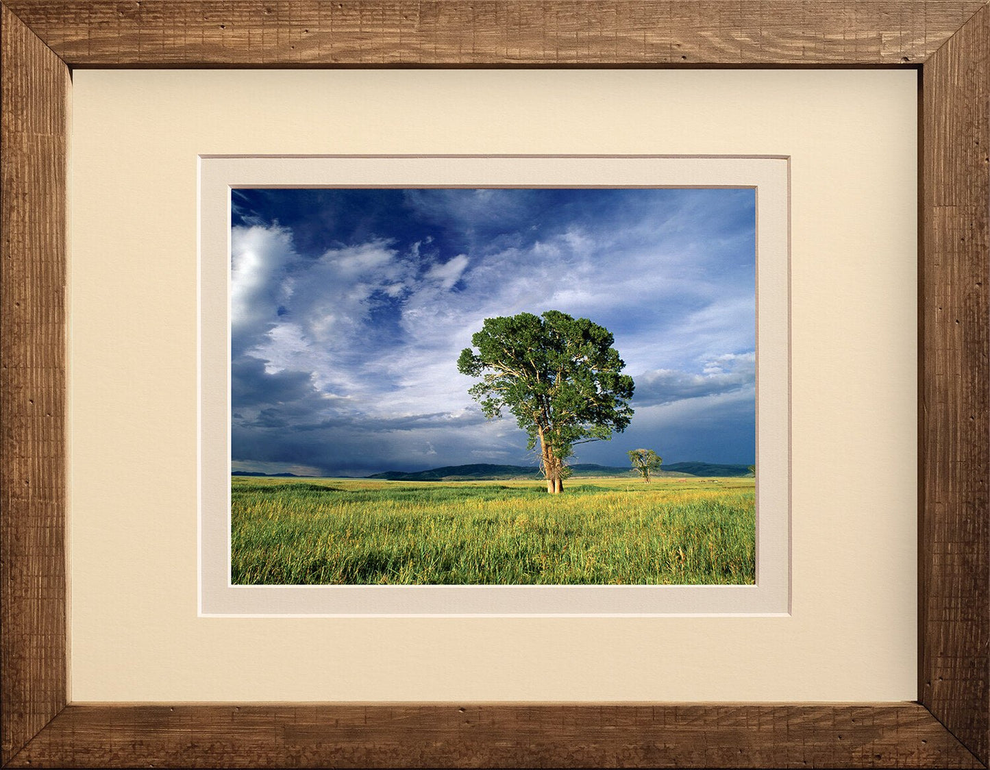 Cottonwood