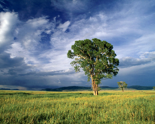 Cottonwood