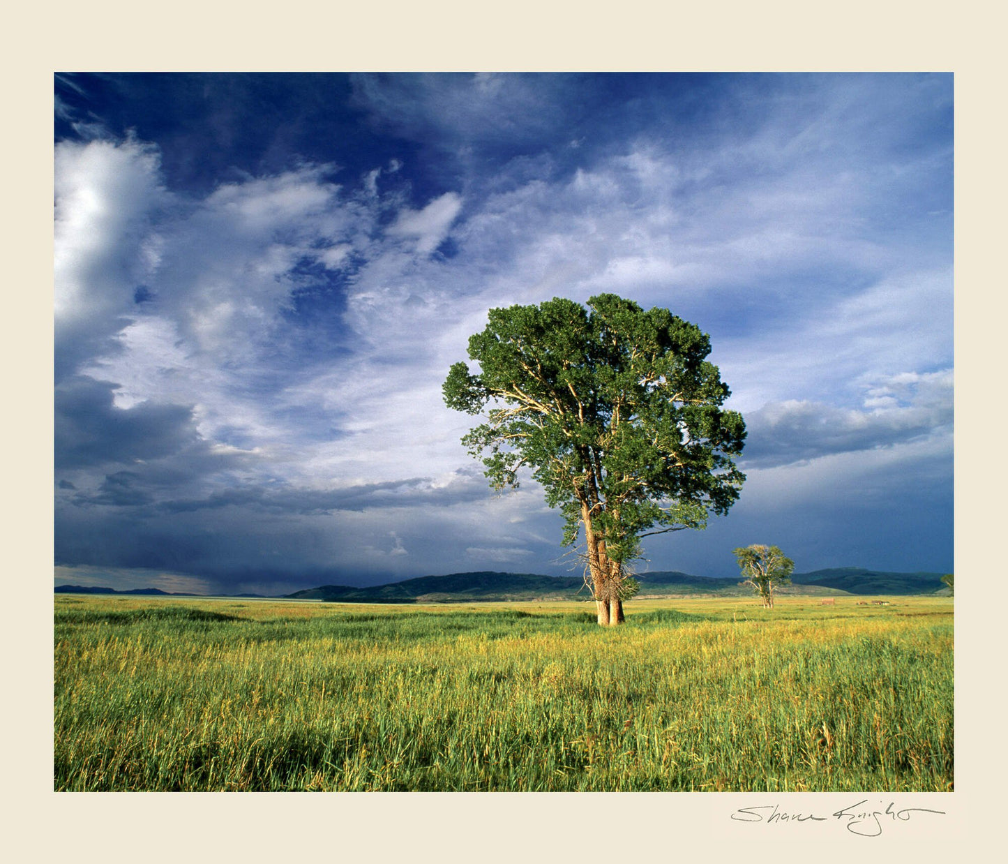 Cottonwood