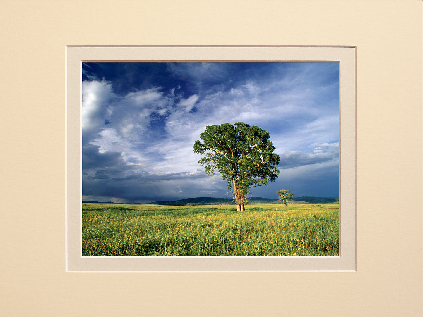 Cottonwood