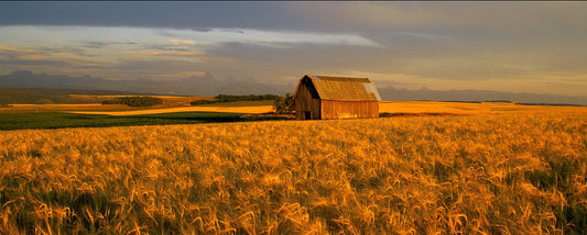 Cowboy's Dream
