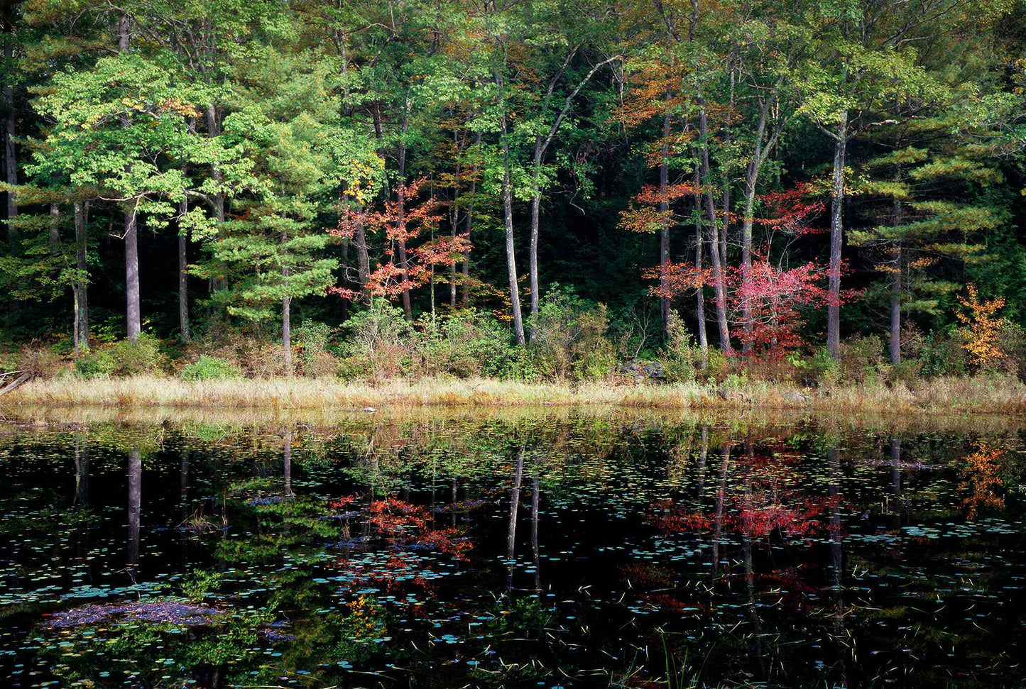 Eastern Reflections