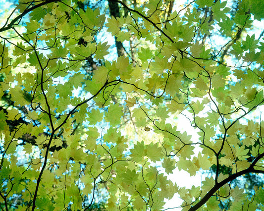 From Below