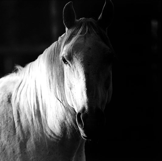 Into the Light
