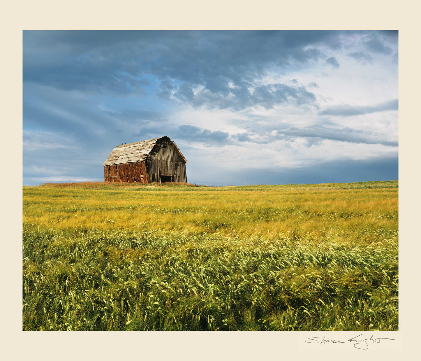 Lady in the Field