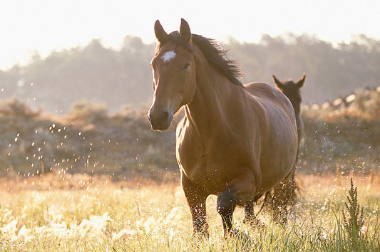 Lazy Wrangle