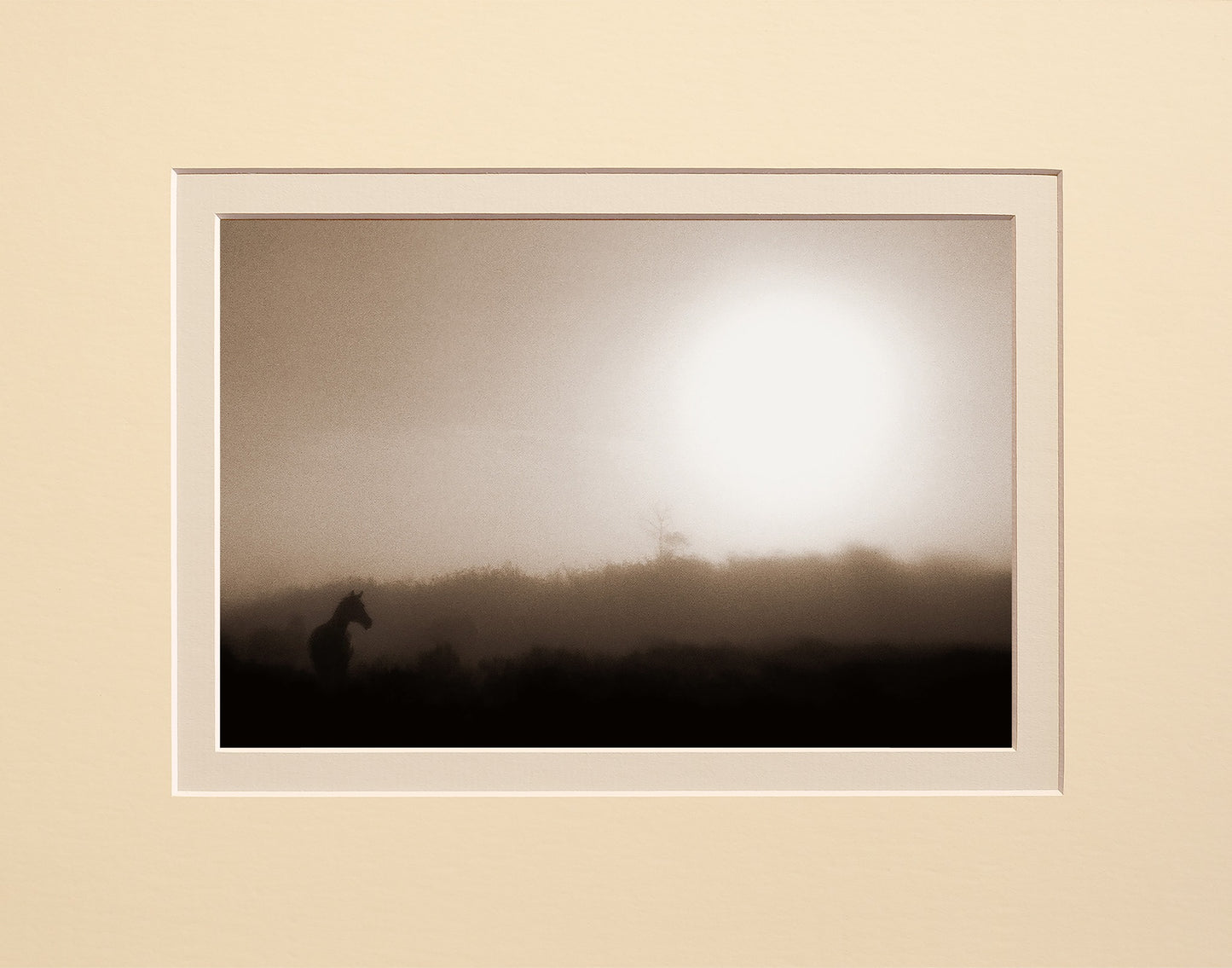 Misty Morning