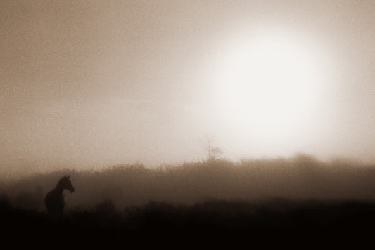 Misty Morning
