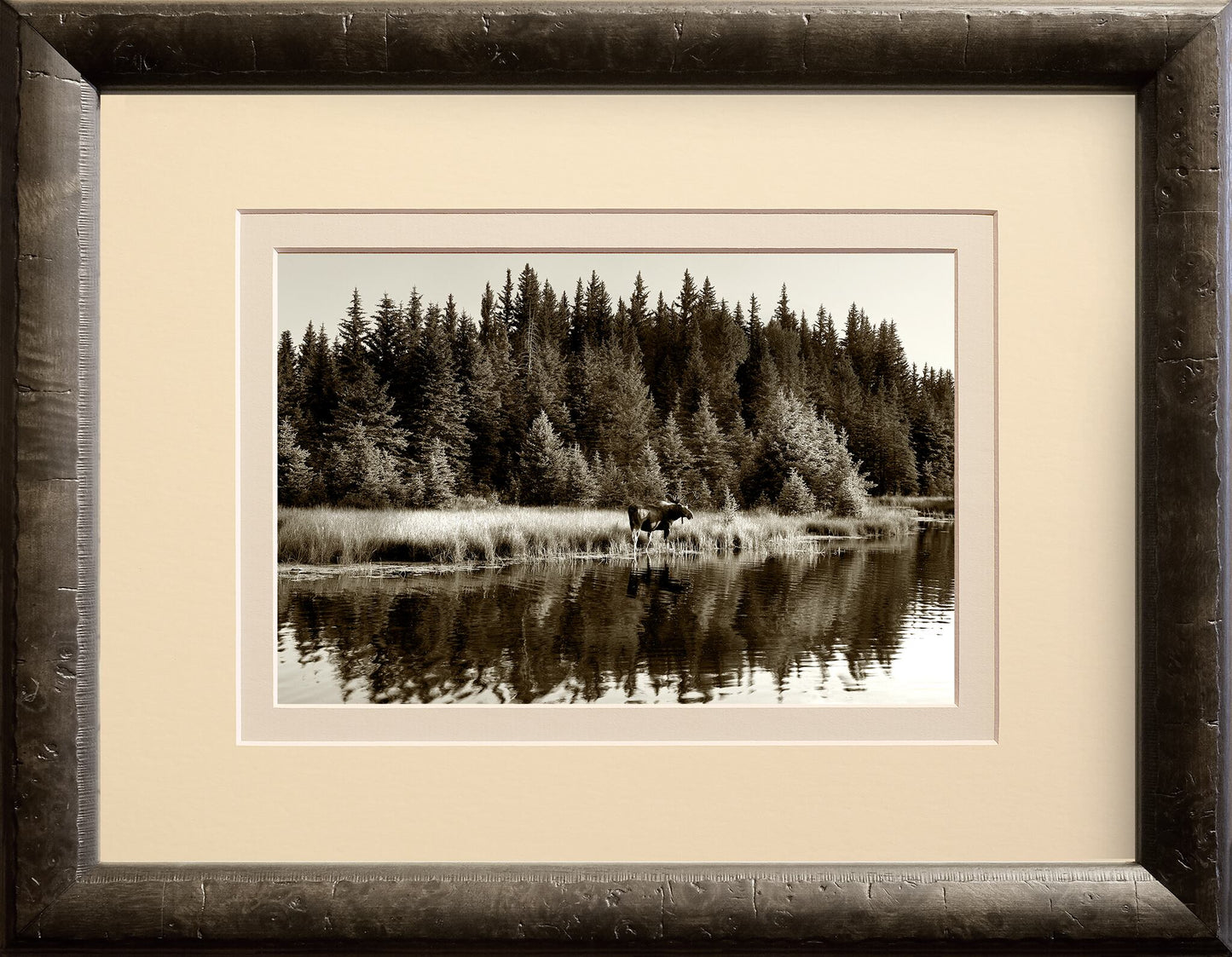 Moose Reflections