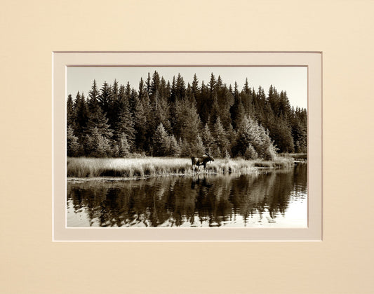 Moose Reflections