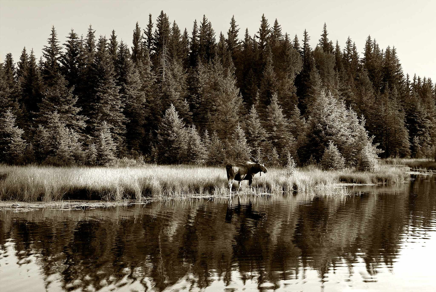 Moose Reflections