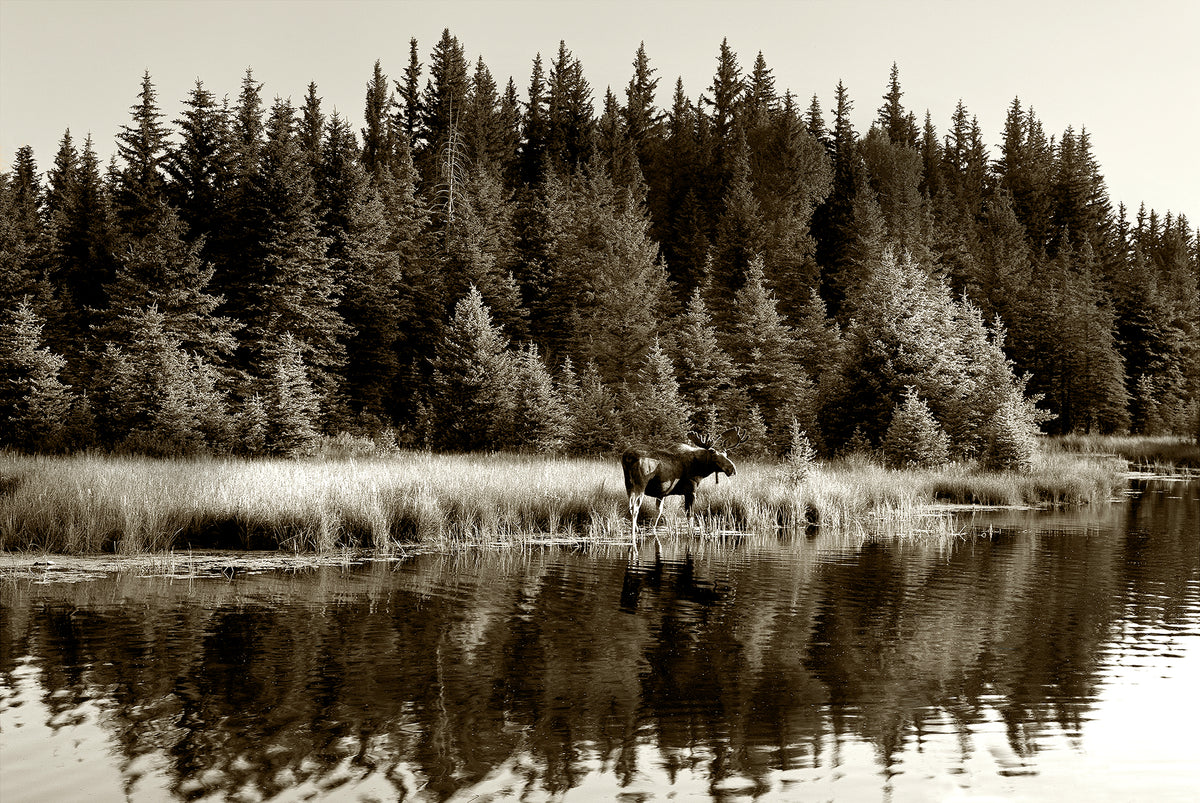 Moose Reflections