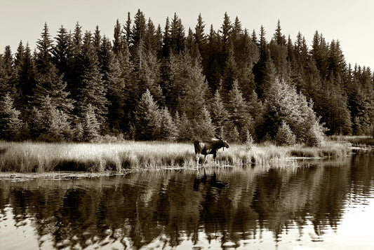 Moose Reflections