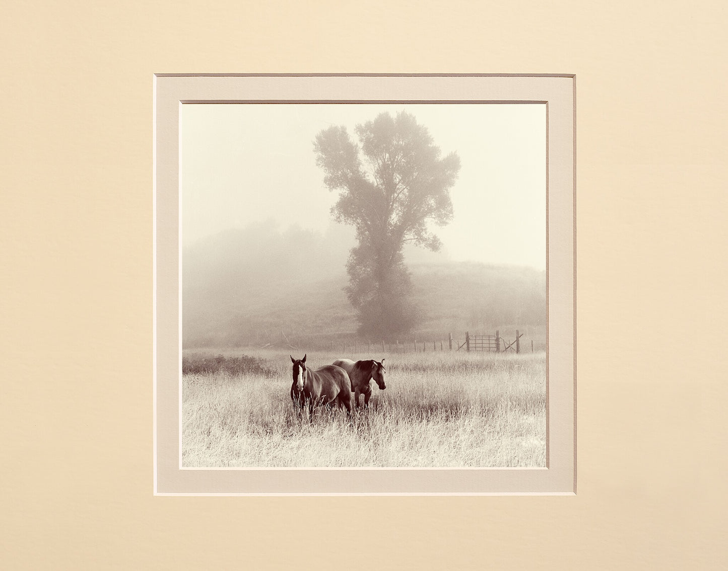Morning Fog